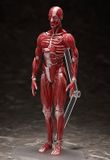  figma Human Anatomical Model 