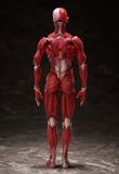  figma Human Anatomical Model 