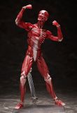  figma Human Anatomical Model 