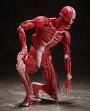  figma Human Anatomical Model 