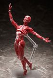  figma Human Anatomical Model 