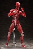  figma Human Anatomical Model 