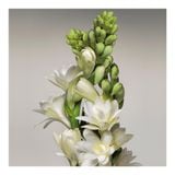  Nước hoa Louis Vuitton Turbulences 