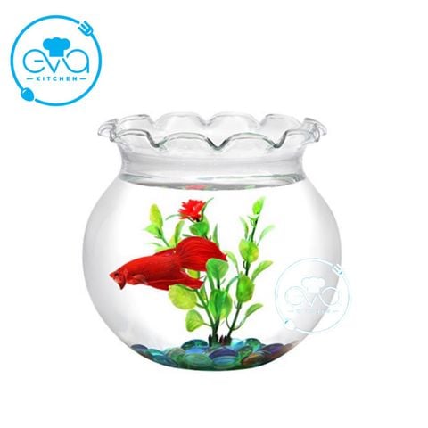  Hồ Cá Bể Cá Có Miệng Bèo Thuỷ Tinh B1 13 x 14 Cm Tặng Kèm Sỏi Và Rong Trang Trí 