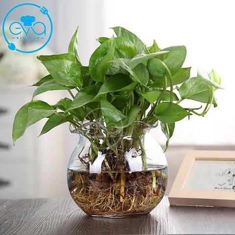  Hồ Cá Bể Cá Có Miệng Bèo Thuỷ Tinh B11 17 x 16  Cm Tặng Kèm Sỏi Và Rong Trang Trí 