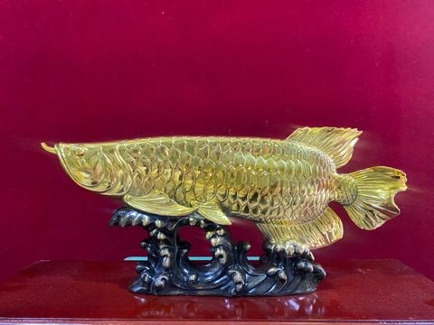 Cá rồng cao 17 dài 38 nặng 4 kg