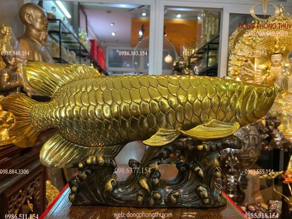 Cá rồng cao bằng đồng 17 dài 38 nặng 4 kg