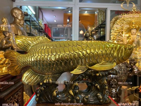 Cá rồng cao bằng đồng 17 dài 38 nặng 4 kg