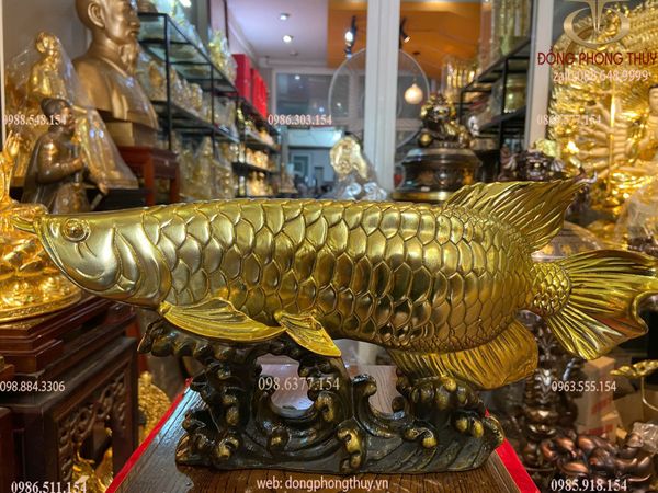Cá rồng cao bằng đồng 17 dài 38 nặng 4 kg