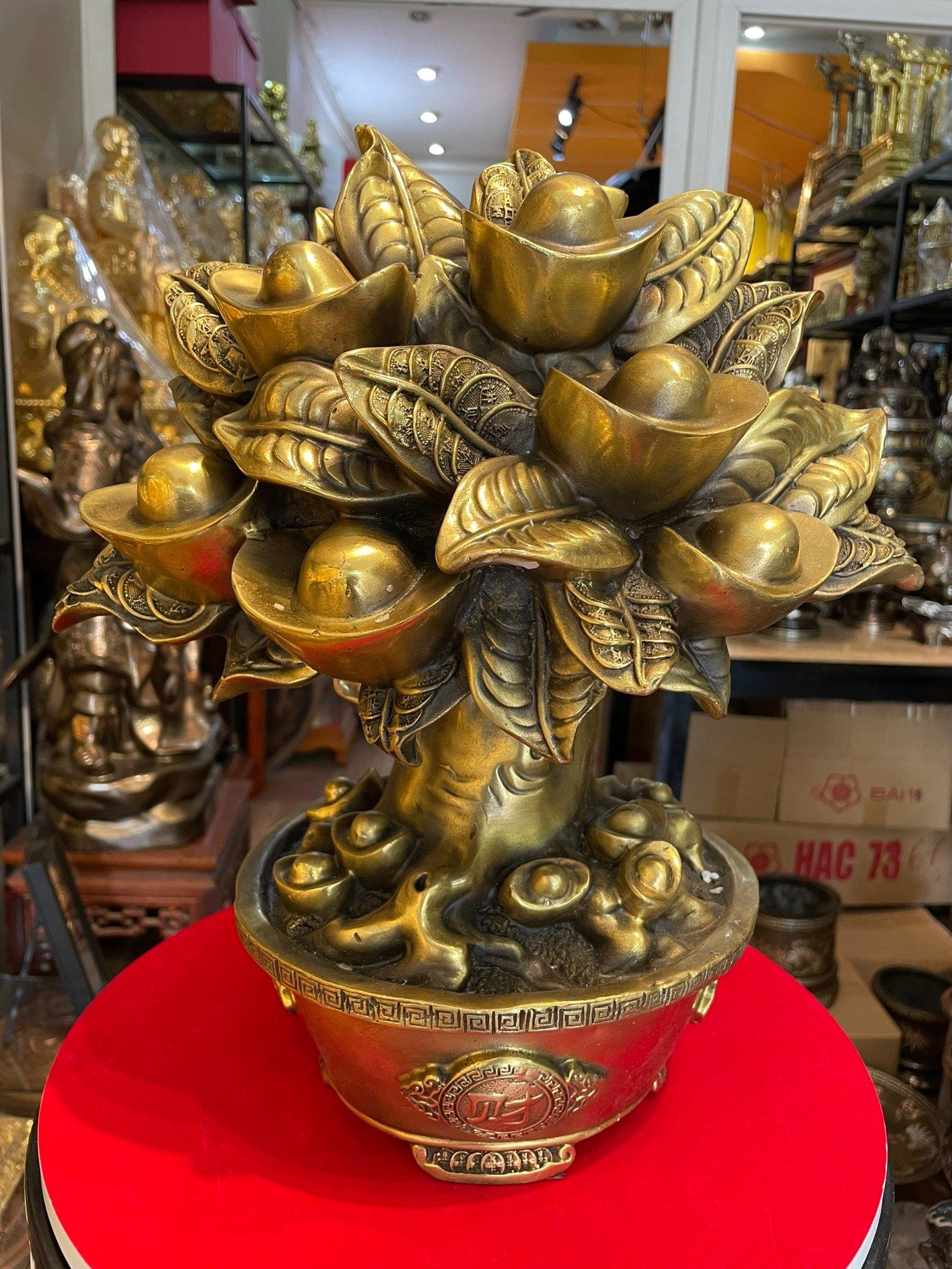 Cây Kim Ngân Mạ Vàng