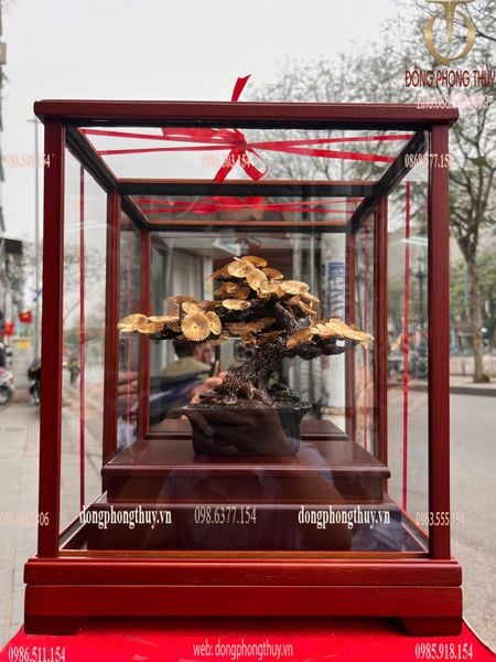 Cây tùng la hán bonsai mạ vàng 24k 17x29x35cm