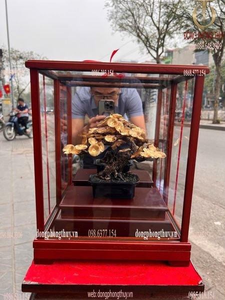 Cây tùng la hán bonsai mạ vàng 24k 17x29x35cm