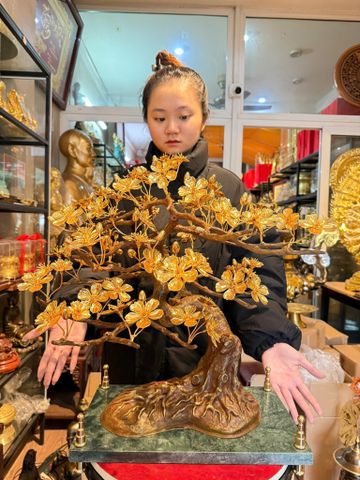 Quà tặng mạ vàng: Cây mai vàng 24k