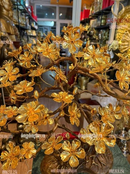 Quà tặng mạ vàng: Cây mai vàng 24k