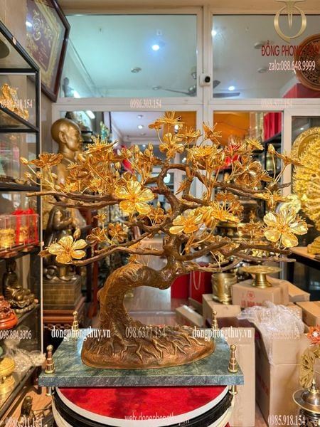 Quà tặng mạ vàng: Cây mai vàng 24k