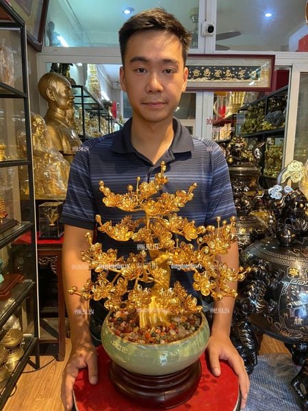 Chậu mai mạ vàng 24k cao 45cm tán rộng 35cm