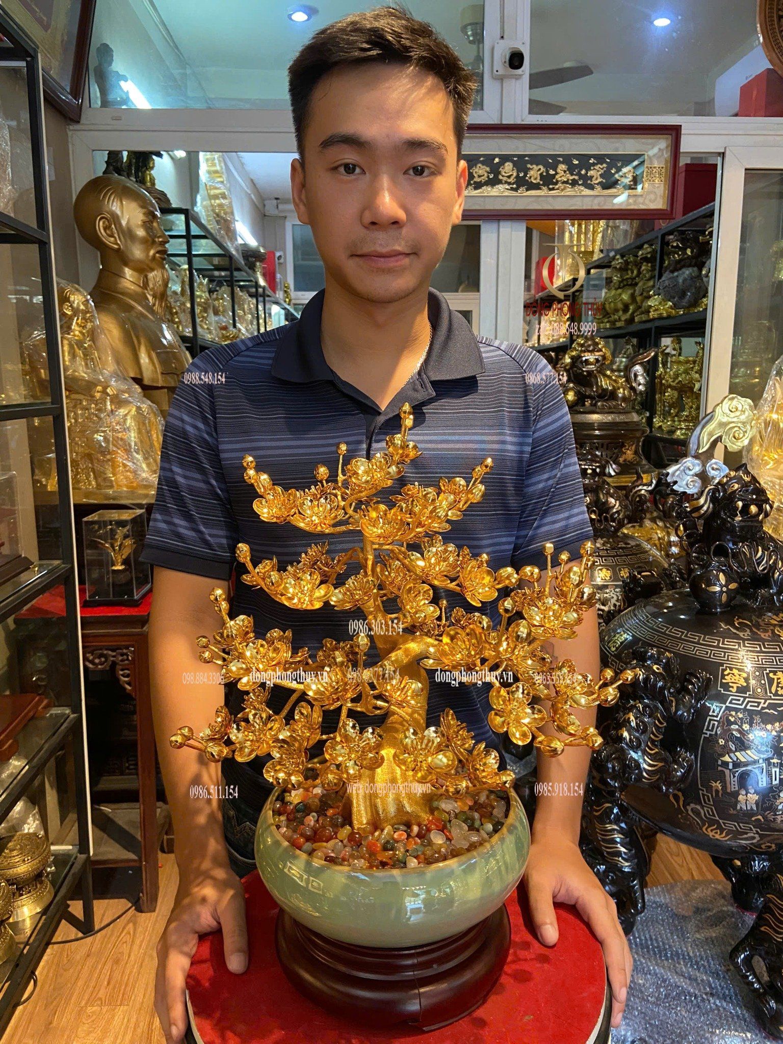 Chậu mai mạ vàng 24k cao 45cm tán rộng 35cm
