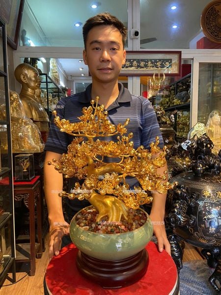 Chậu mai mạ vàng 24k cao 45cm tán rộng 35cm