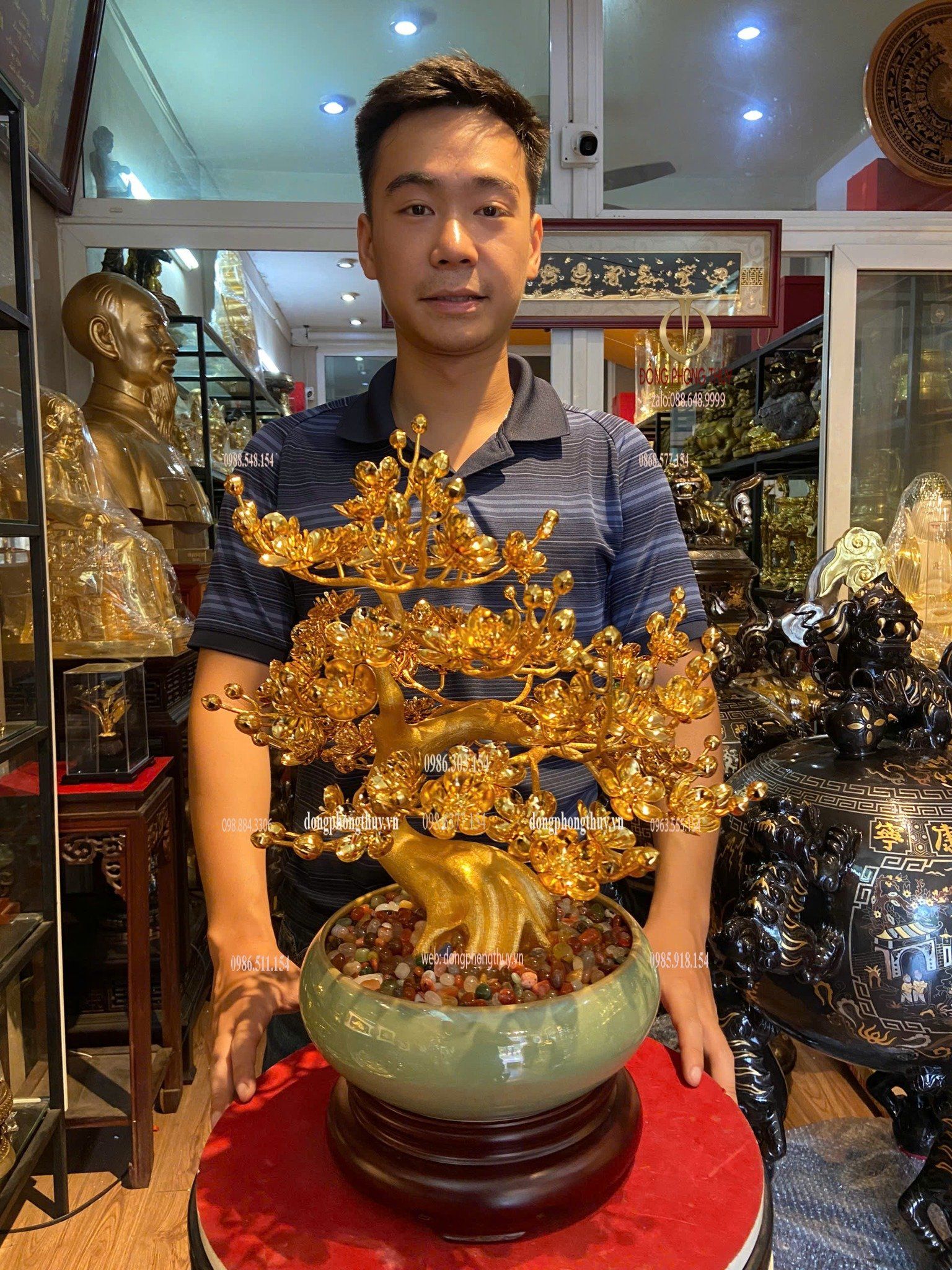 Chậu mai mạ vàng 24k cao 45cm tán rộng 35cm
