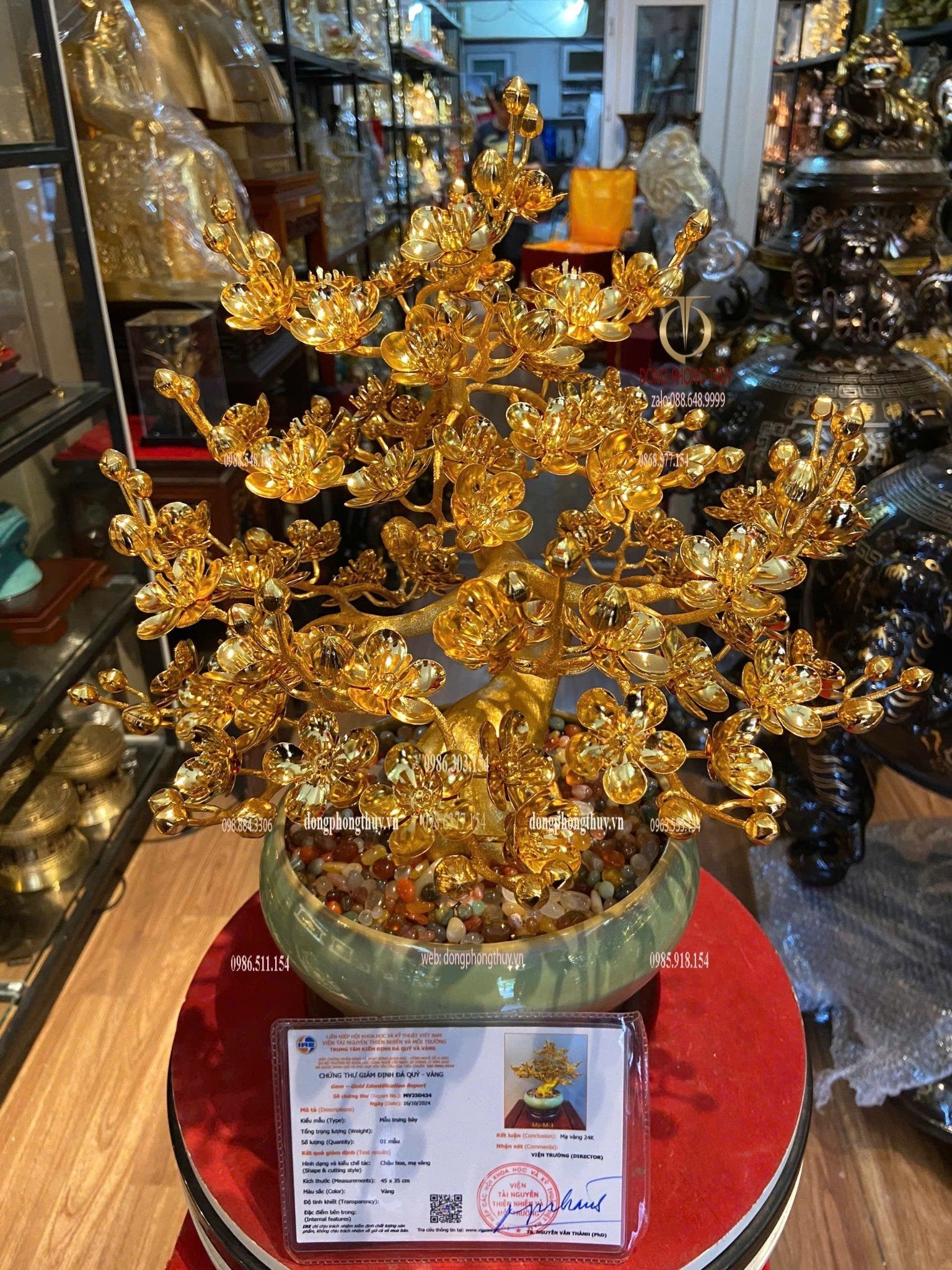 Chậu mai mạ vàng 24k cao 45cm tán rộng 35cm