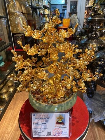 Chậu mai mạ vàng 24k cao 45cm tán rộng 35cm