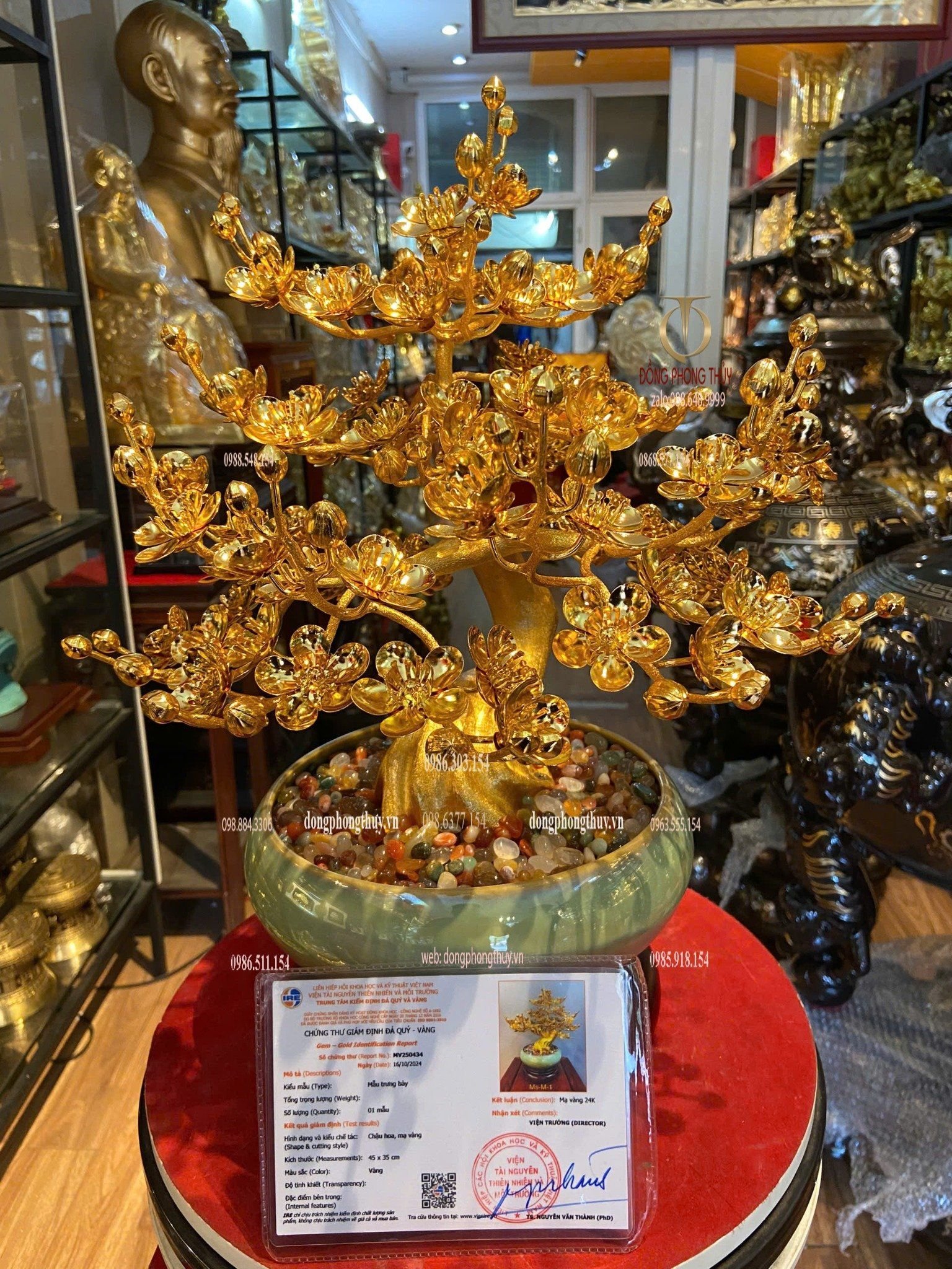 Chậu mai mạ vàng 24k cao 45cm tán rộng 35cm