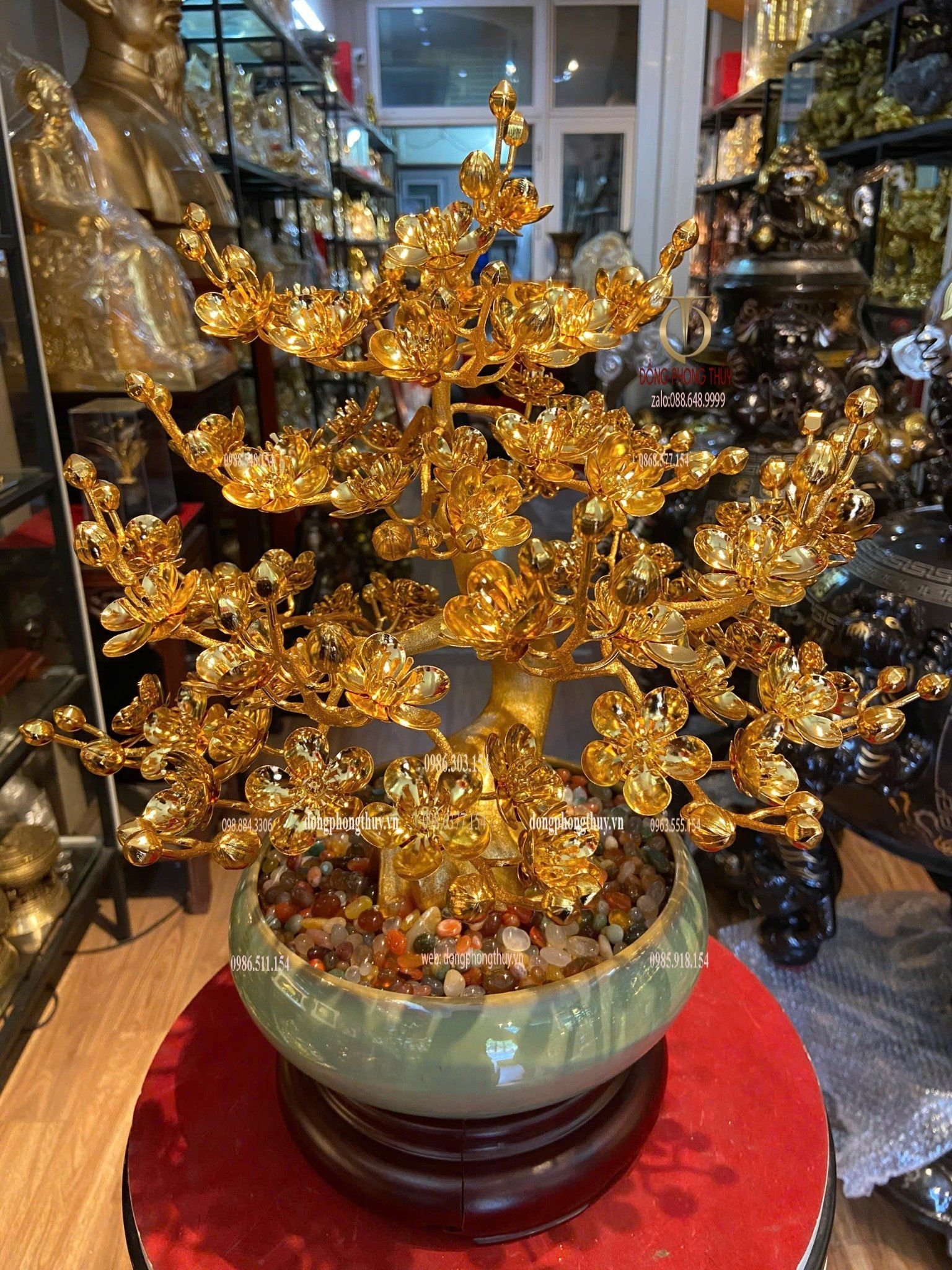 Chậu mai mạ vàng 24k cao 45cm tán rộng 35cm