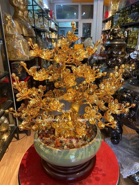 Chậu mai mạ vàng 24k cao 45cm tán rộng 35cm