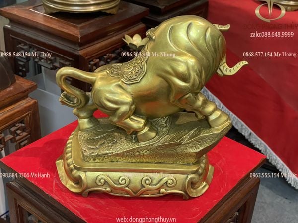 Tượng trâu vàng phong thủy chữ Nho cỡ lớn cao 26cm