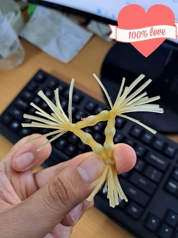 Địa chỉ bán vòng đeo Râu rồng silicon tphcm