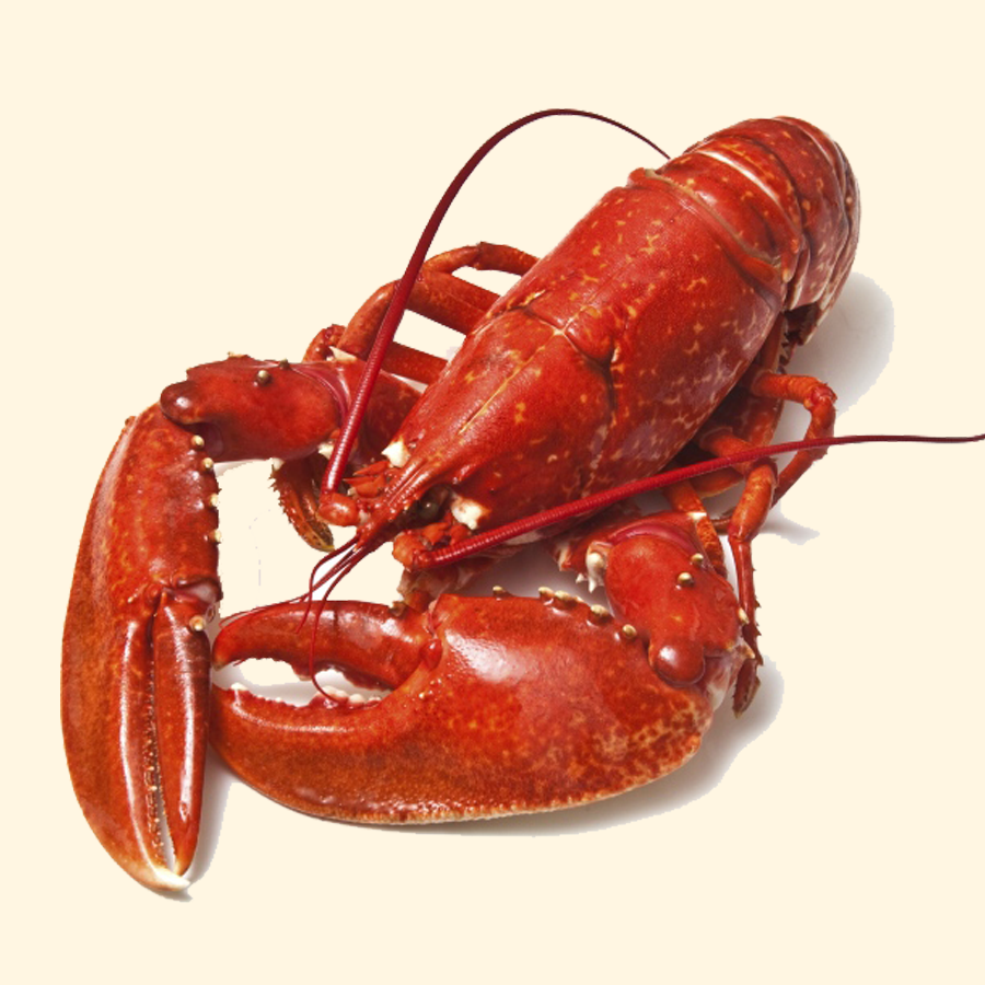 Tôm Hùm Alaska – Lobster Bay