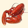 Tôm Hùm Alaska (Cook Lobster)