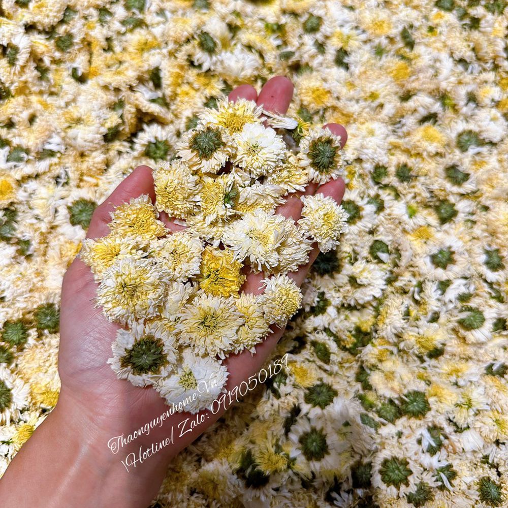BẠCH CỐNG CÚC cúc tiến vua ( Chrysanthemum Tea)