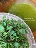 Bột đậu xanh rau má cốt dừa sen Huế