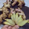 Bột gừng sẻ hũ 100gram
