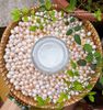 Bột ngọc trai nguyên chất ( Pearl Powder)