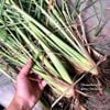 Bột sả tím nhỏ Huế hũ 50gram