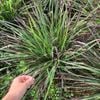 Bột sả tím nhỏ Huế hũ 50gram