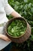Bột trà xanh lá neem non hũ 300gram
