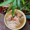 Canh dưỡng buồng trứng