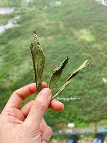  Cỏ ngọt ( Stevia) 