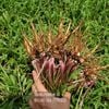Rễ bồ công anh ngâm mật ong rừng