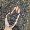 Mầm đậu đen xanh lòng hũ 900gram