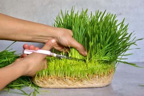  Hạt giống cỏ lúa mỳ 1kg 