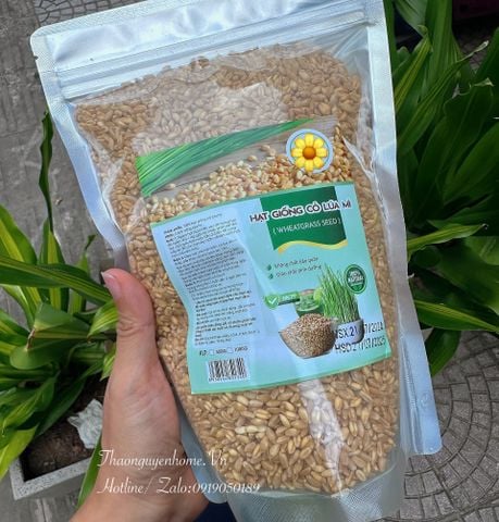  Hạt giống cỏ lúa mỳ 1kg 