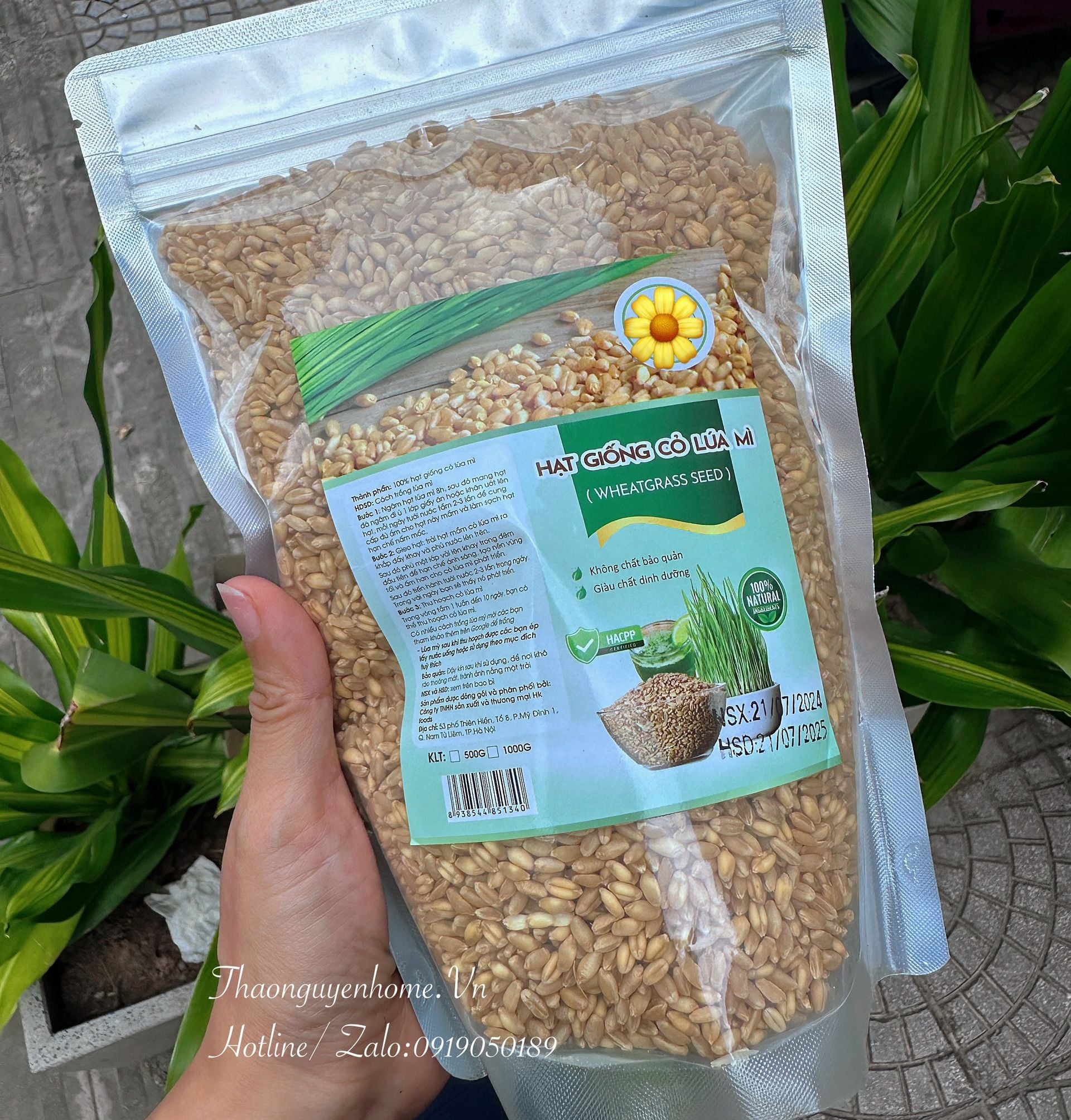 Hạt giống cỏ lúa mỳ 1kg
