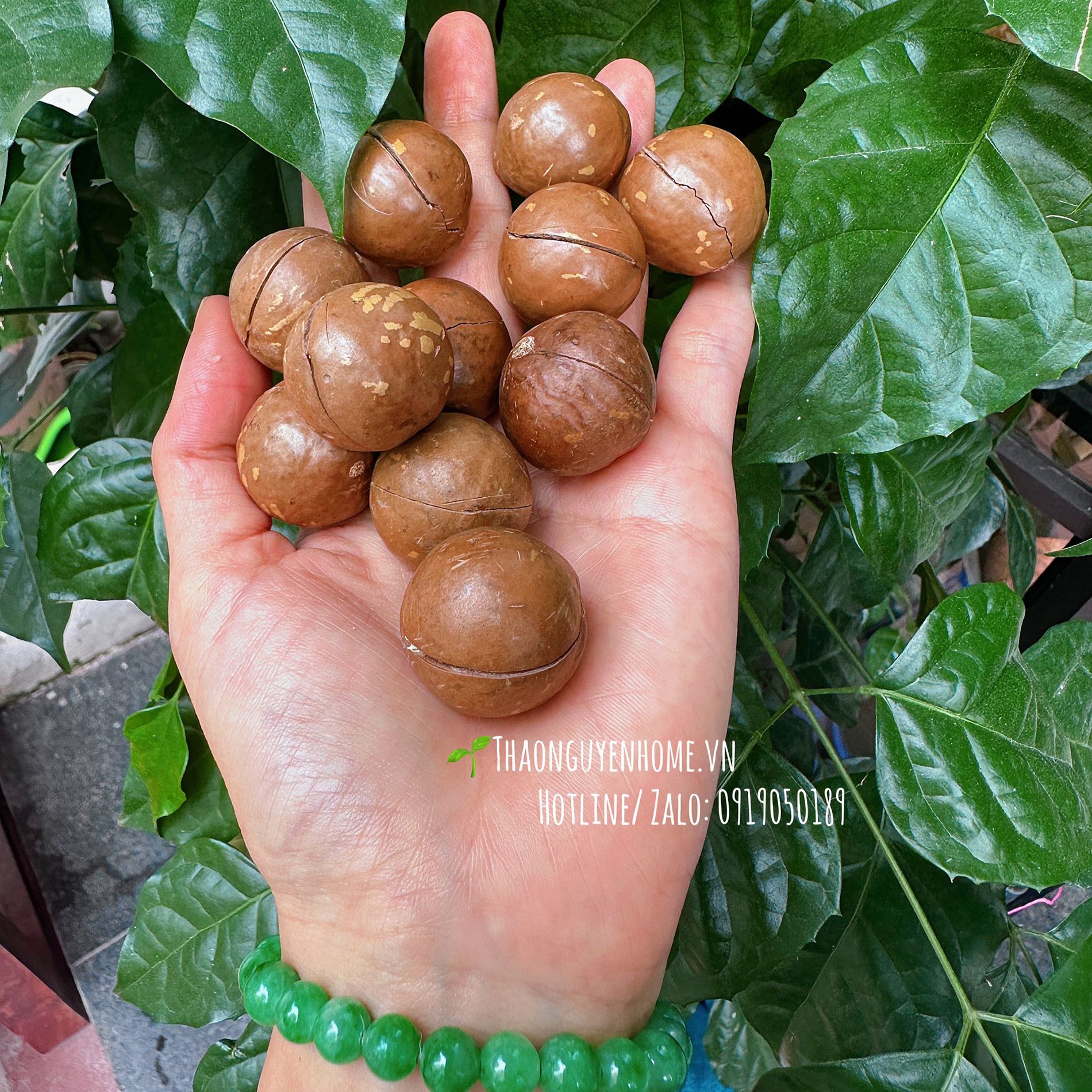 Macca Daklak xuất Nhật gói 500gram