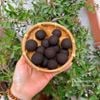 Viên hoàn đen tóc hũ 20 viên  ( Fallopia multiflora)