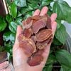 Hồng sâm thái lát 3 tuổi 100gram