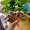 Hồng sâm thái lát 3 tuổi 100gram